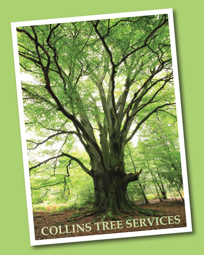 Collins Tree Services
